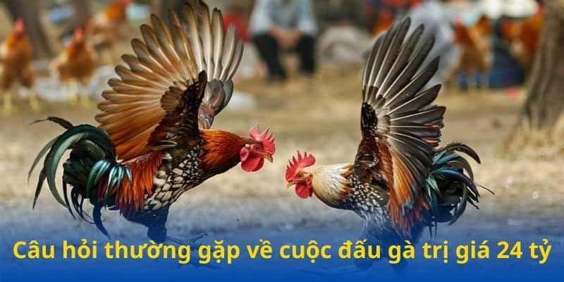 Câu hỏi thường gặp về cuộc đấu gà trị giá 24 tỷ