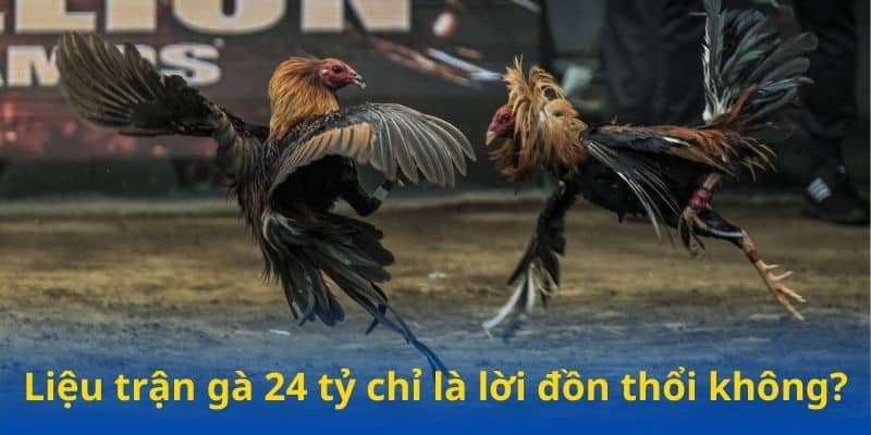 Liệu trận gà 24 tỷ chỉ là lời đồn thổi không?